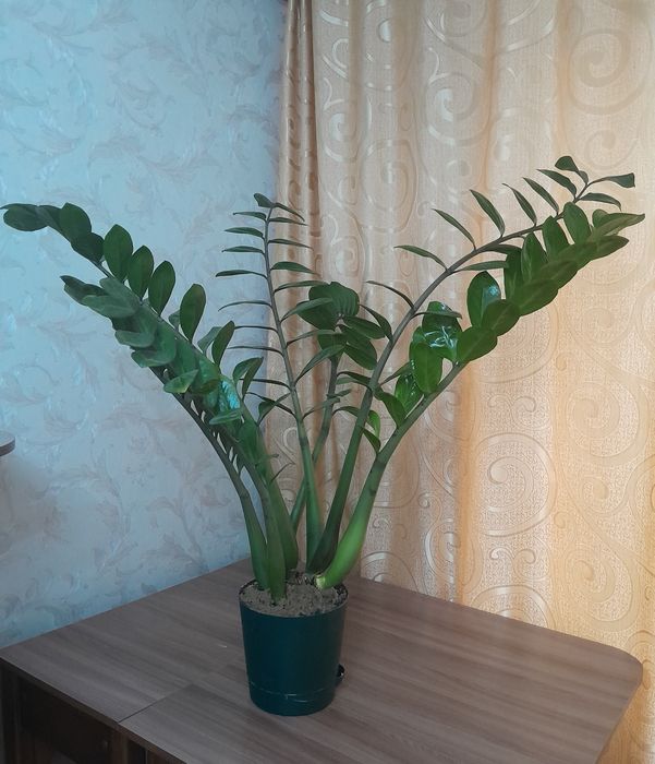 Продам долларовое дерево