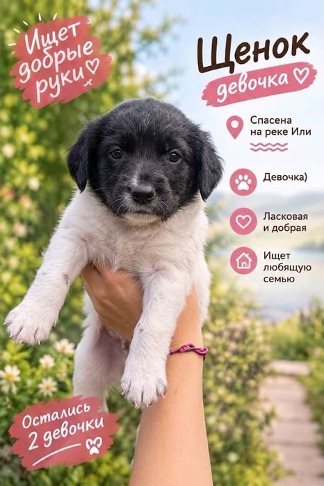 Отдам щенков в хорошие руки.