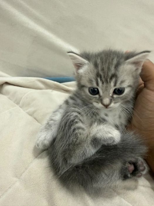 Котята шатланские вислоухие