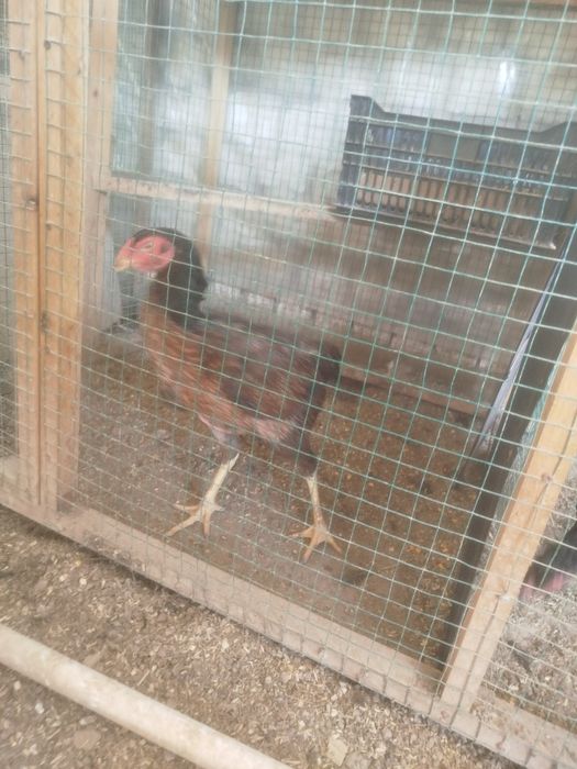 Dakan hoʻroz tuhumlari sotiladi harhil yahshi zotladan