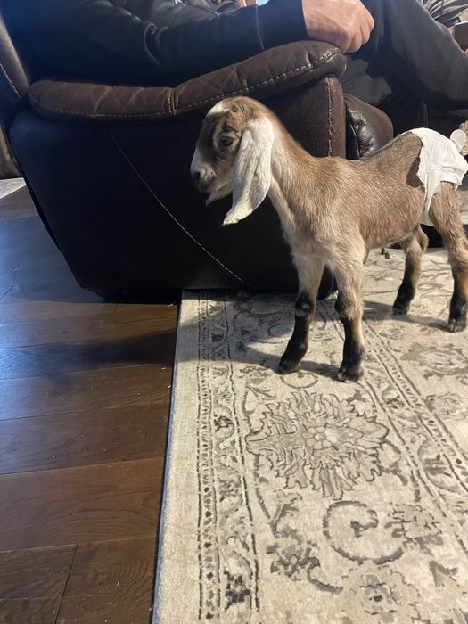 Ieduță anglo-nubiană