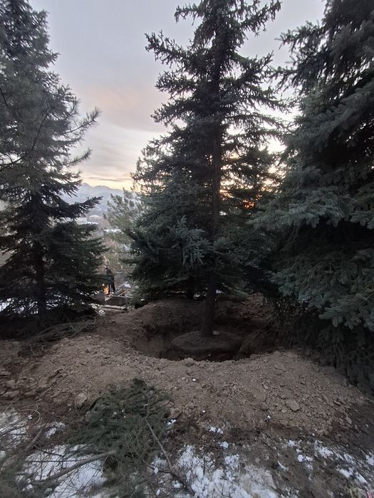 Профессиональная посадка-пересадка деревьев Лечение деревьев спил дере