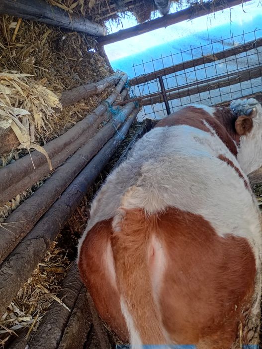 De vânzare 3 tăurași bălțați romanesti