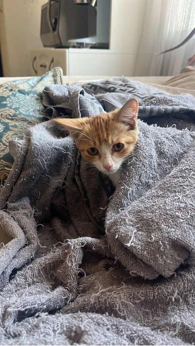 Котенок в хорошие руки