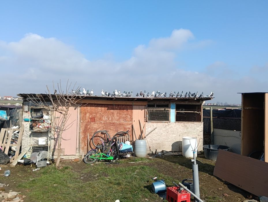 Vând porumbei la grămadă sau separat 25lei bucata...