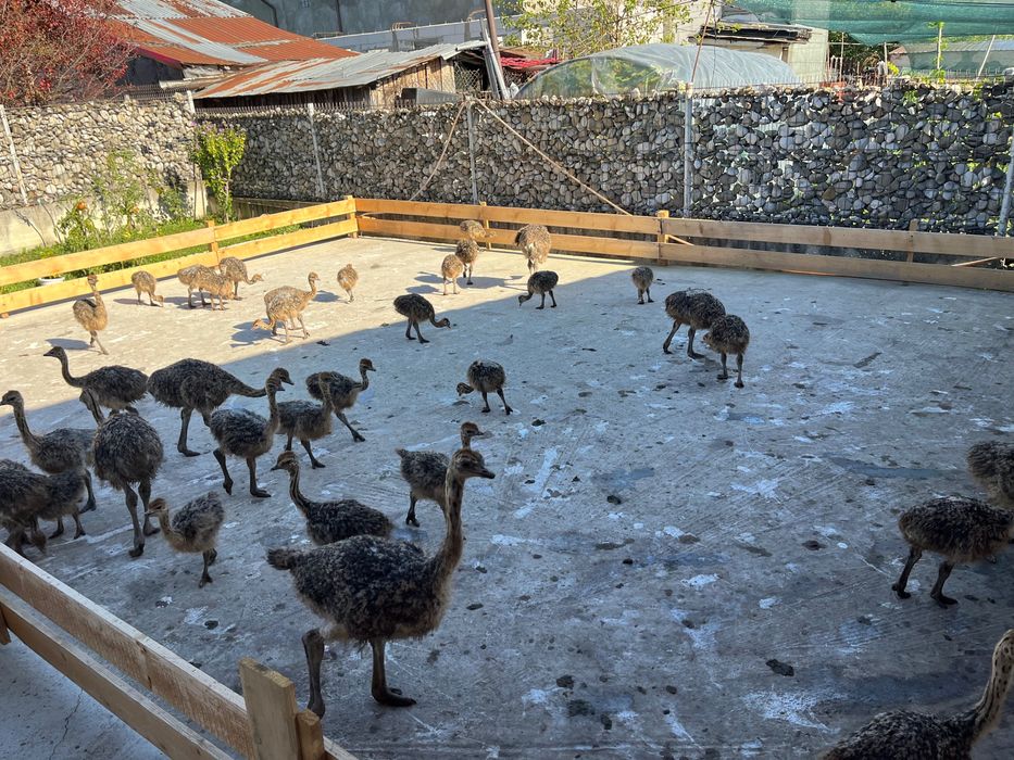 Pui de strut negru african