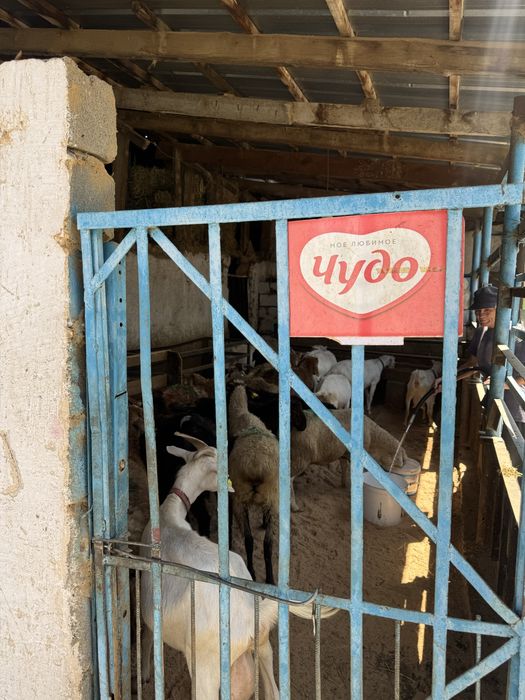 Баран Қой сатылады