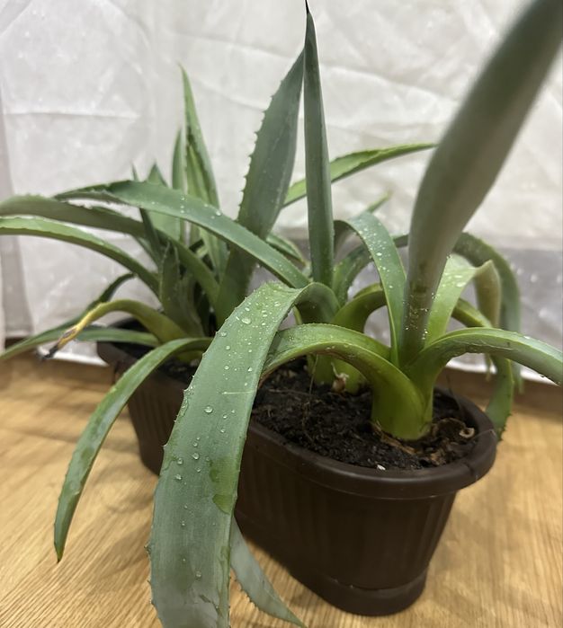 Plante aloe vera 6 bucati