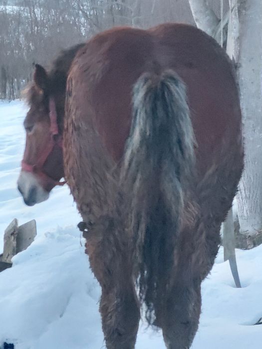 Vând mânz de 5 luni