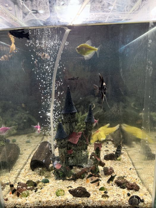 Аквариум с рыбками
