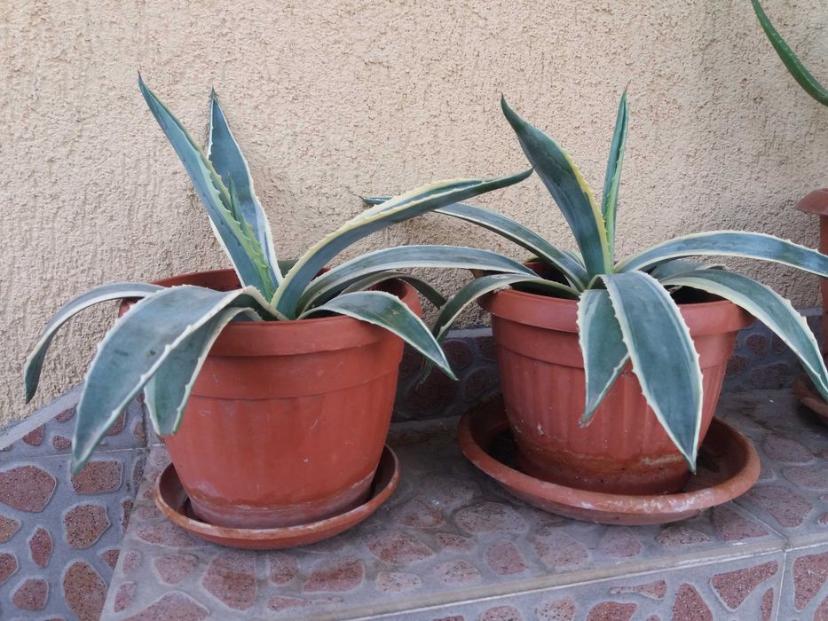 Столетници и Алое на 1, 2 , 3 и 4 години