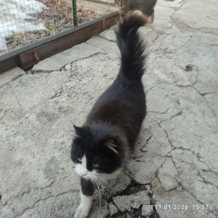 Кошечка в хорошие руки, 9 месяцев.