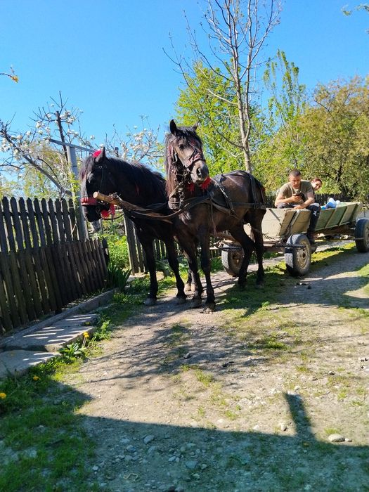 De vânzare mânz de un an și 6 luni
