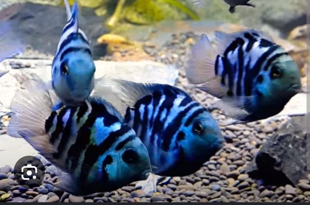 Parrot Polar Blue