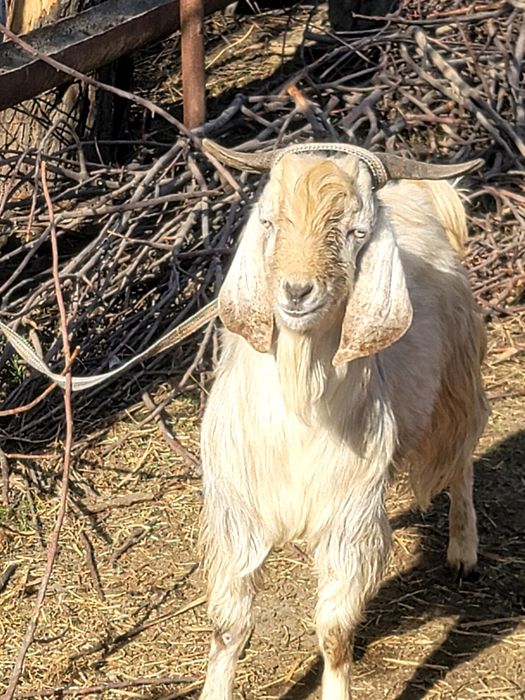 Пародтпроиппшльппп