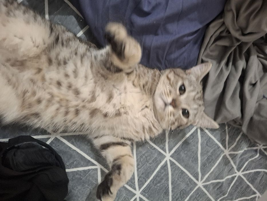 шотландская мысык сатылады