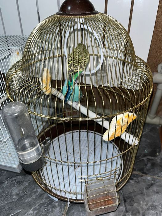 Попугай.                                        .