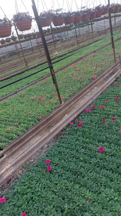 Pituniya. Петуния