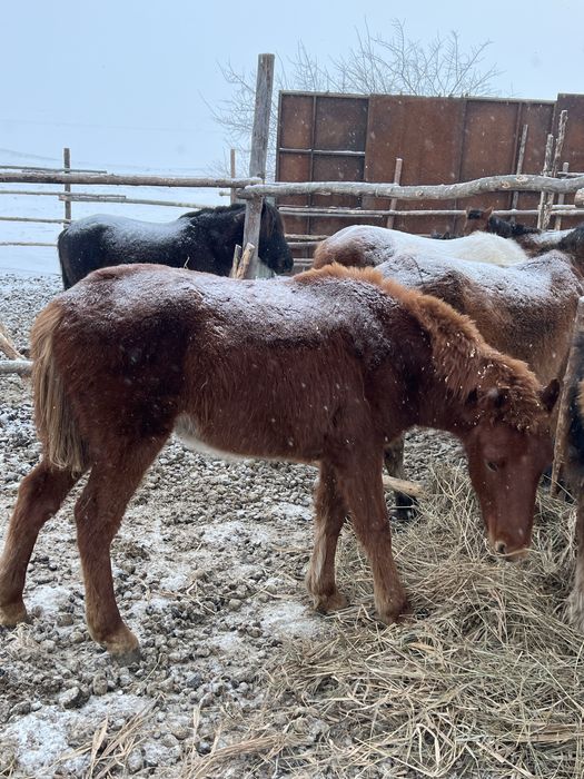 Продам жабагы  еркек ( мальчик )!