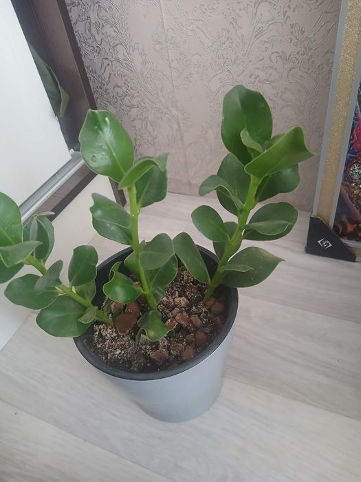 Продам цветы комнатные