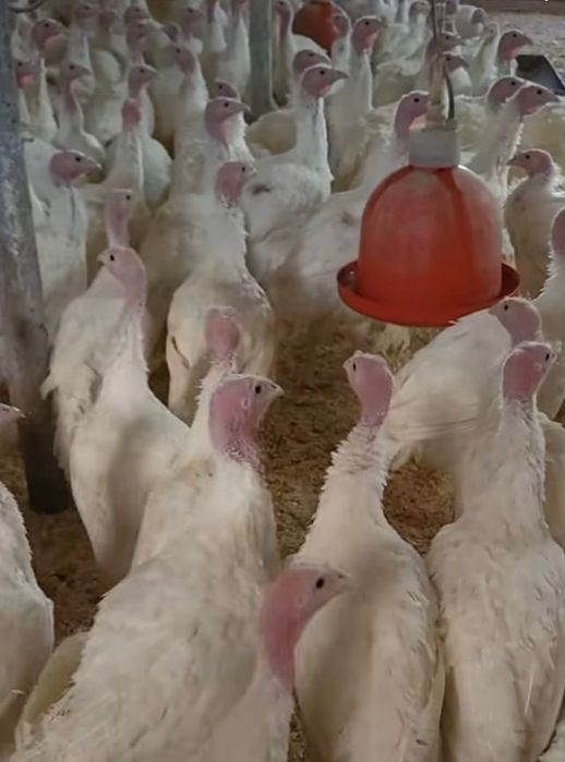 Avem spre vânzare pui albi de carne, rasa mixta, rațe, curcani, bibili