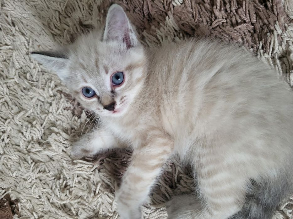 Котята черный и белый