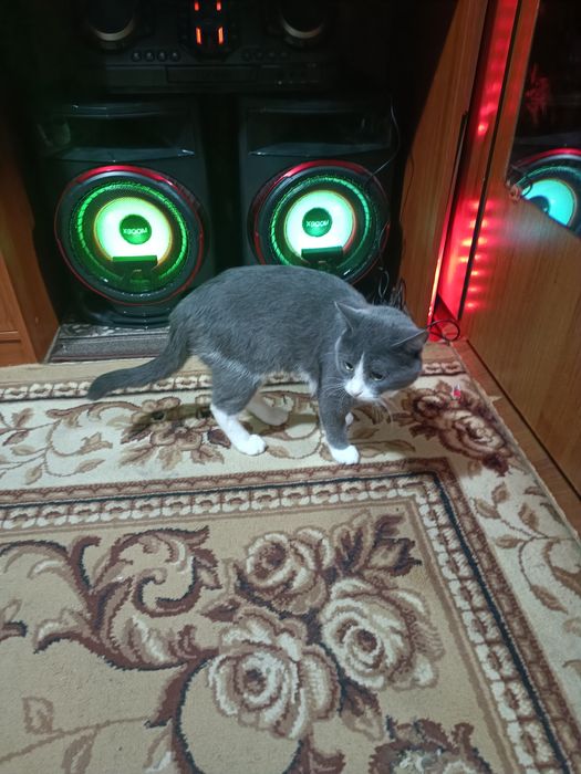 Котик в добрые руки