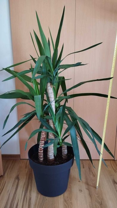 Продавам Юка – 120 см