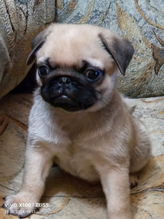 Продам щенков Мопса.