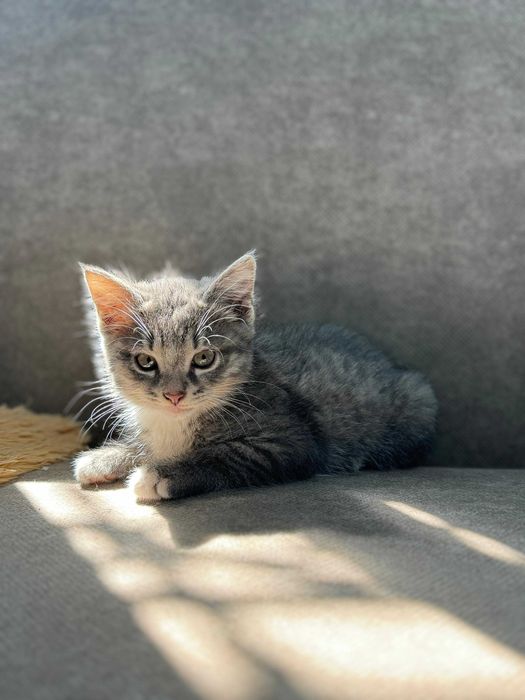 Котята в добрые руки!