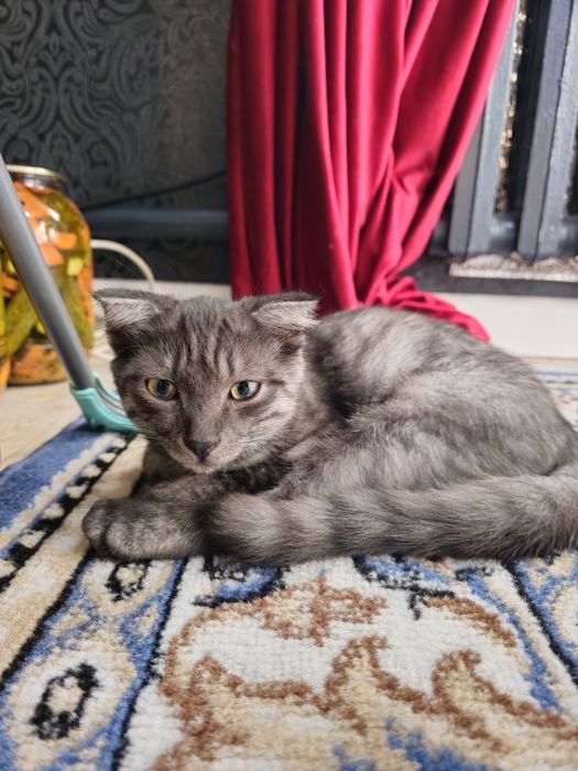 Котенок в добрые руки мальчик