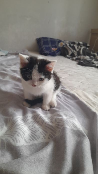 Отдам шикарного котенка в любящие руки