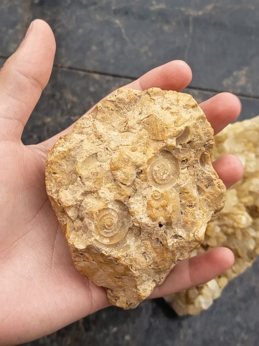 Se vinde Roca Cu Fosile Marine & Cluster De Citrin