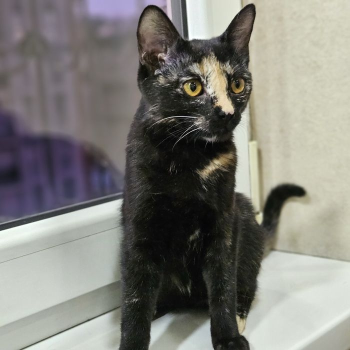 Нейти ищет любящий дом! Ташкент!