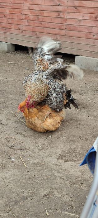 Инкубационные яйца