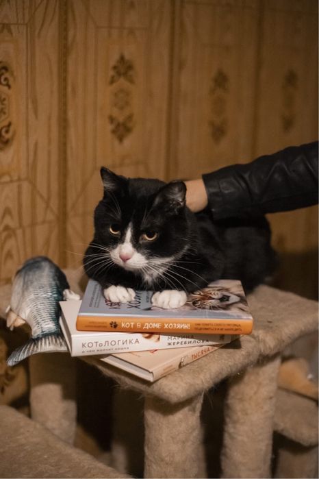 Хвостики ищут дом