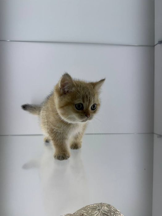 Продается чистокровная британская мальчик табби окрас золотая шиншилла