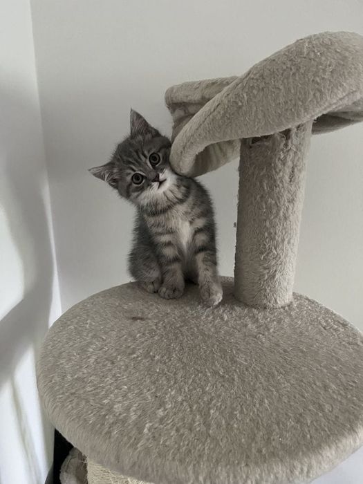 American shorthair