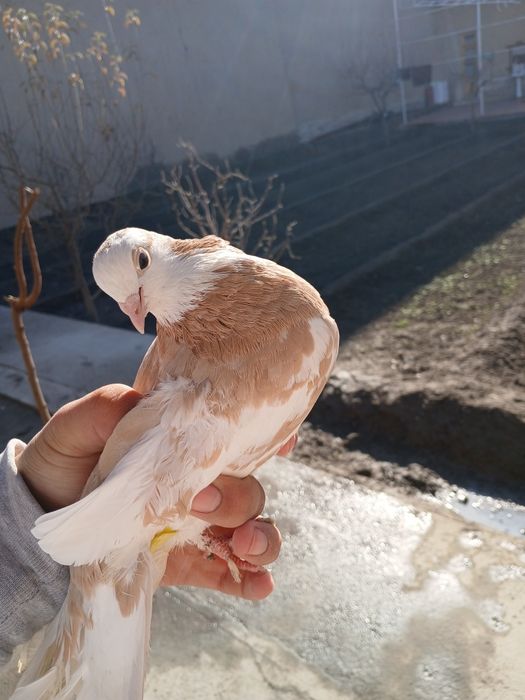 kabutar sotiladi par