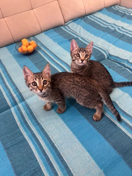 Котятя в добрые руки