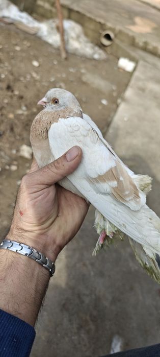 Продам голубей с хорошей игрой