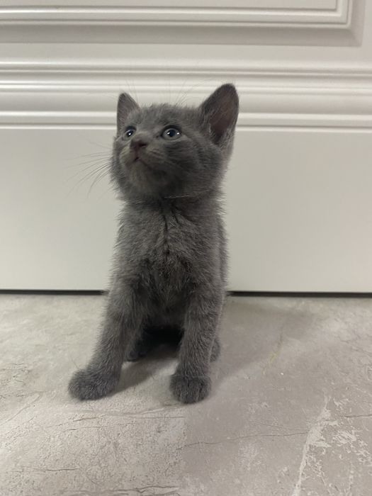 Котенок.короткошерстная