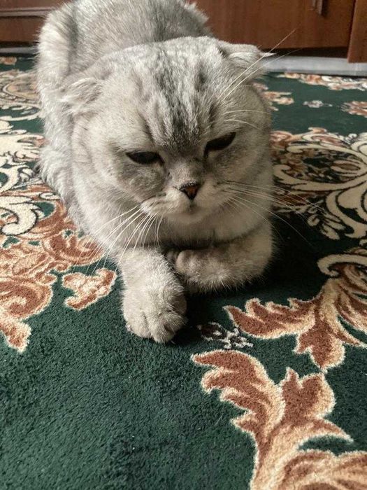 Мула муласик симпатичная