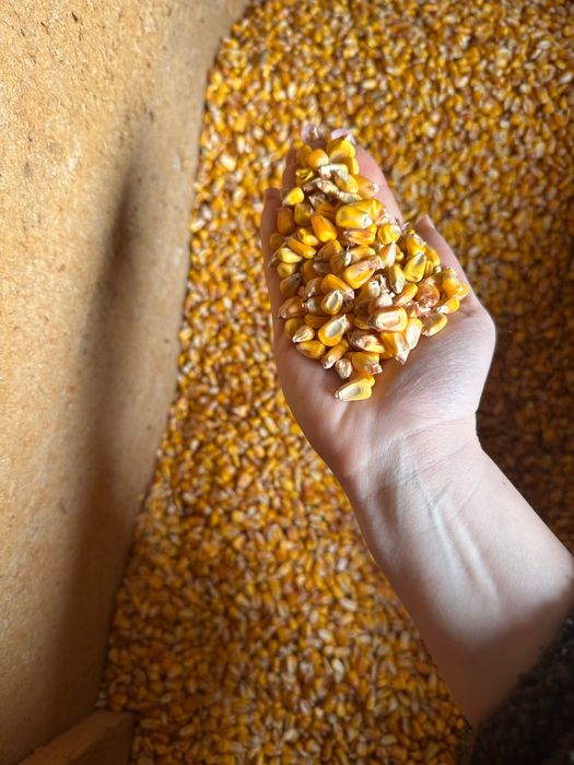 De vânzare  porumb 1.2 lei/ Kg