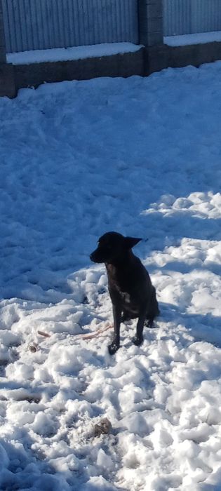 Девочка стерилизованая имя Тора ,полное имя Торнадо .