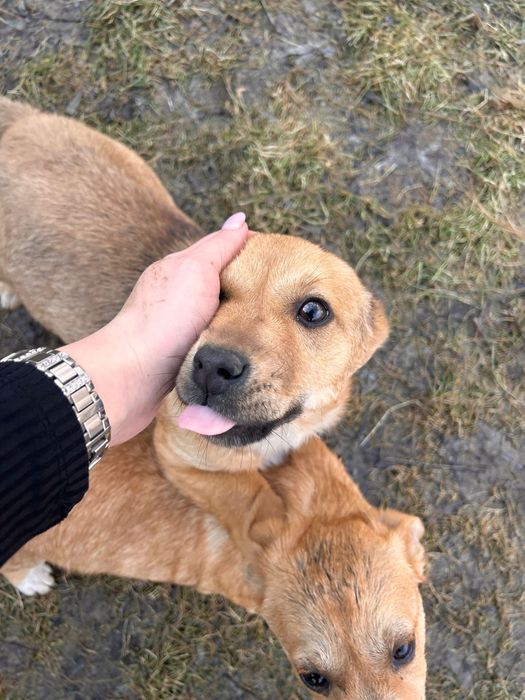 Donez căței pichinezi