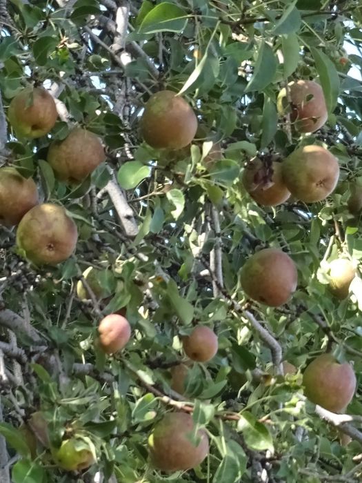 Дачу в горах продам.