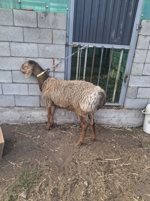 Продам кошкара  срочно