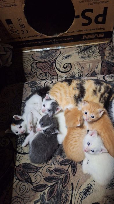 Домашние котята даром