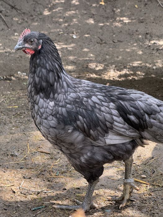 Vand pui Australorp Albastru Negru